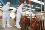 예천군, 선제적 대책으로 가축전염병 예방